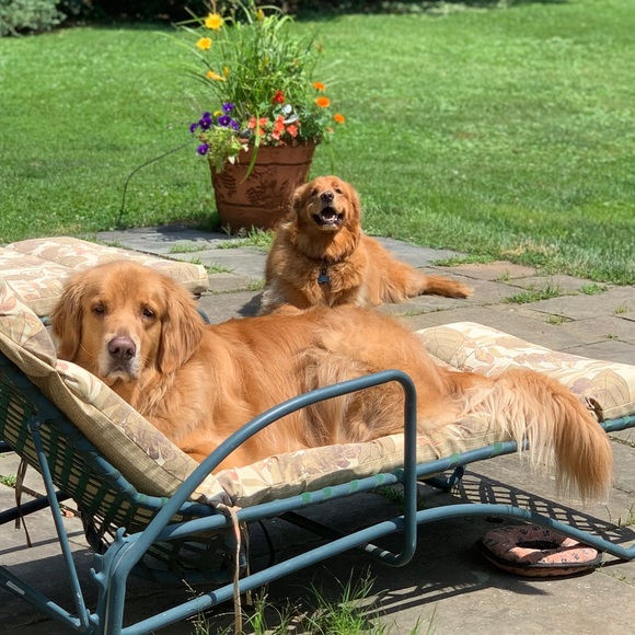 ollieandstella